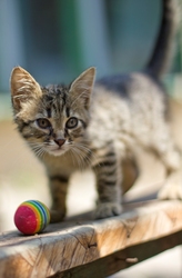 Чудные малыши,  которые избавят от тоски!