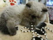 персики котята мальчики и девочки2мес