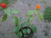 продам комнатное растение