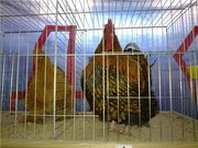 цыплята Орпингтон.Кохенхин.Фавероль