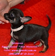 Элитные щеночки чихуахуа мини и стандарт!