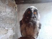 ушастая сова