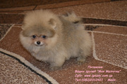 Щеночки померанского шпица крем и оранж