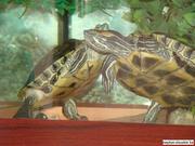 Продам красноухих черепах