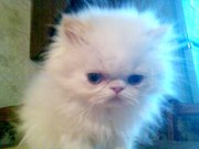 Чистокровные Персидские котята