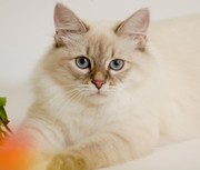 Котята шоу-класса