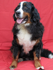 Продаю элитных щенков бернского зенненхунда от титулованных родителей