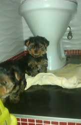 йоркширский терьер