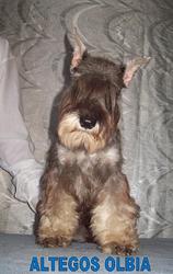 Цвергшнауцер, щенки перец с солью и чёрные с серебром