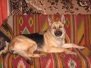 Восточно-европейская овчарка