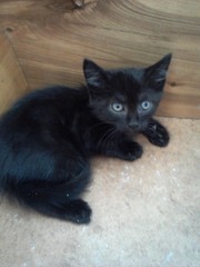 Отдам чёрного полупушистого котёнка, мальчик 3 мес.