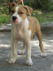 Продаются элитные щенки Американского Стаффордширского Терьера (амстаф