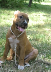 Щенки Амстаффы от ИнтерЧемпиона, питомник, КСУ.