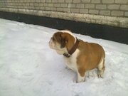 продам английского бульдога