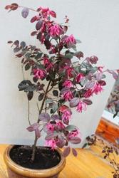 Лоропеталум растение из Японии