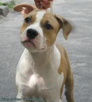 элитные щенки Американского Стаффордширского Терьера