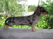 Такса жёсткошерстная миниатюрная-щенки