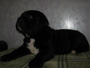 продам щенков кане корсо итальяно