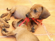 Щенки таксы продам Симферополь