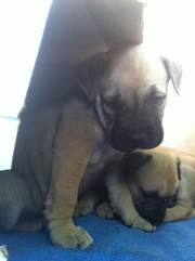 щенок ка де бо