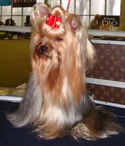 маленькие щенки йорка, 2 мес.