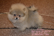 Померанский шпиц (мини и стандарт)