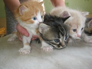 Котята в хорошие руки