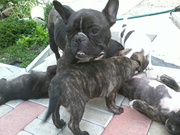 Терміново, продаються щенята француського бульдога