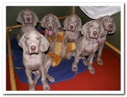 Веймаранер, щенки веймаранера рождены 04.06.2012