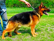 Вязки. Предлагается шикарный кобель немецкой овчарки.