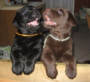 Продажа щенков лабрадора, Кировоград