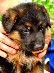 щенки немецкой овчарки с родословной