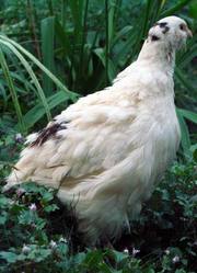 перепела мясных пород инкубационное яйцо