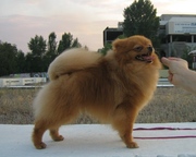 Щенок померанского щпица