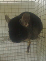 Продам шиншиллу домашнего разведения .
