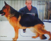 Продам щенков немецкой овчарки.0953435157