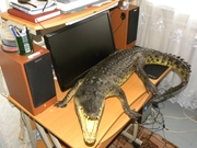 чучело крокодила