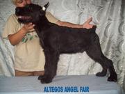 Ризеншнауцер щенки