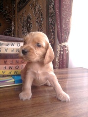 Продам цуценят англійського кокера