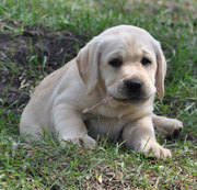 Лабрадор .Перспективные щенки