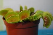 растения хищники, плотоядные растения