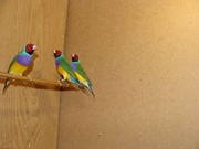 Продам гульдовых амадин