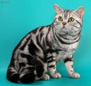 Американские короткошерстные котята