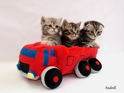 Продажа породистые шотландские котята. Редкий окрас