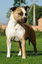 Американский Стаффордширский Терьер(девочки и мальчик