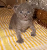 Домашние котята ищут добрую семью!