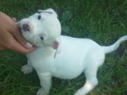 шенки амстаффа