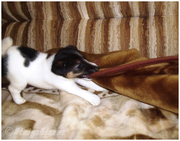 Фокстерьер гладкошерстный, щенки шоу-класса