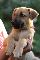 Отдам щенка Рекс 2мес.Метис овчарки