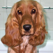 продам английский кокер-спаниель. мальчик . 8 мес с документами и чип